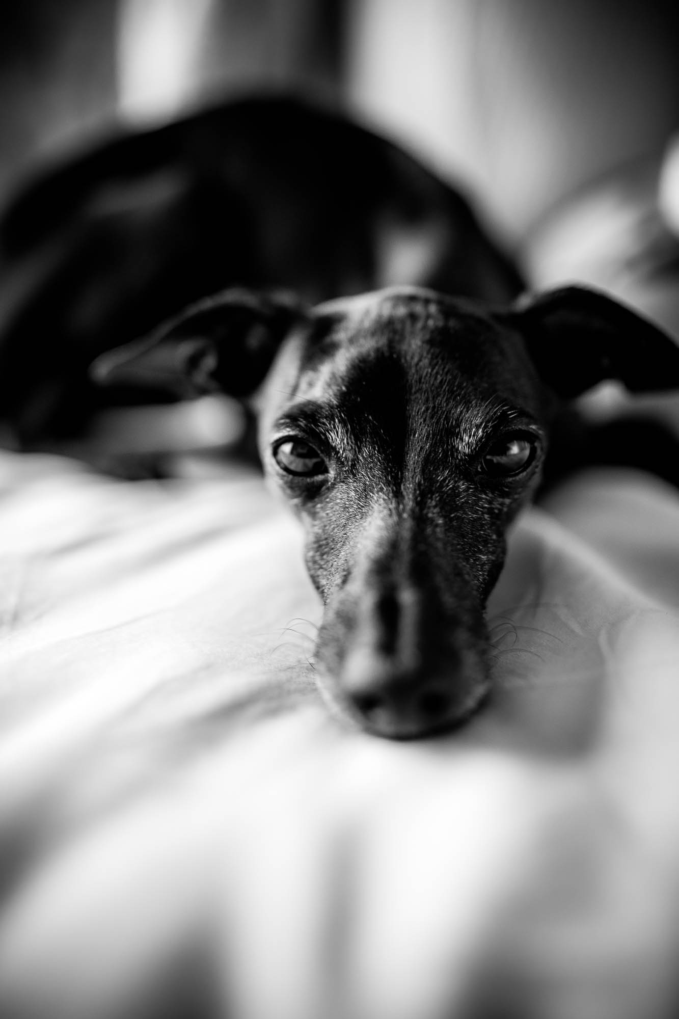 Export x3 1DX26341 Fotoshooting 2020 Zito 2